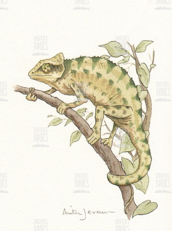 Anita Jeram - Chameleon on a branch (chameleon hunting)